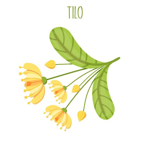 TILO - Tilo en flores sobres de 1.5 g c/u