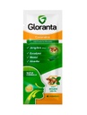 GLORANTA - Caramelos para chupar - SABOR JENGIBRE - MENTA x 4